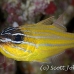 cardinalfish_coral_ar_sim_h_0021_tha0027.jpg